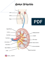 Sistema urinario y riñón