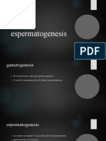 Espermatogenesis 160217073127