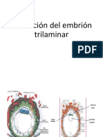 1.4 Formación Del Embrión Trilaminar