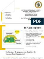 Deficiencia de Magnesio en Banano