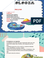 El citoplasma y sus organelos: matriz, citoesqueleto y orgánulos clave