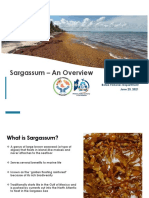 Sargassum in Belize - An Overview