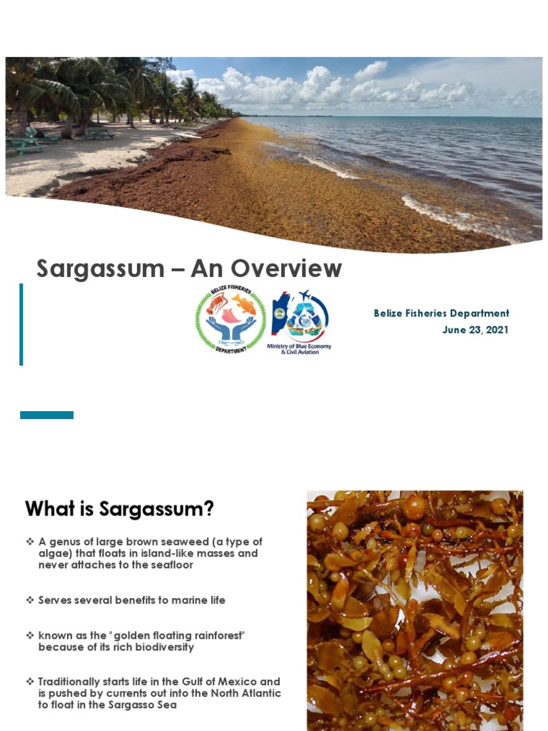 Sargassum in Belize An Overview PDF Coral Reef Sea