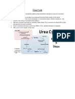 Urea Cycle