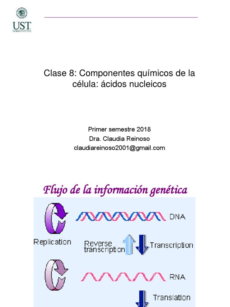 Clase 8 Acidos Nucleicos | PDF | Rna | Adn