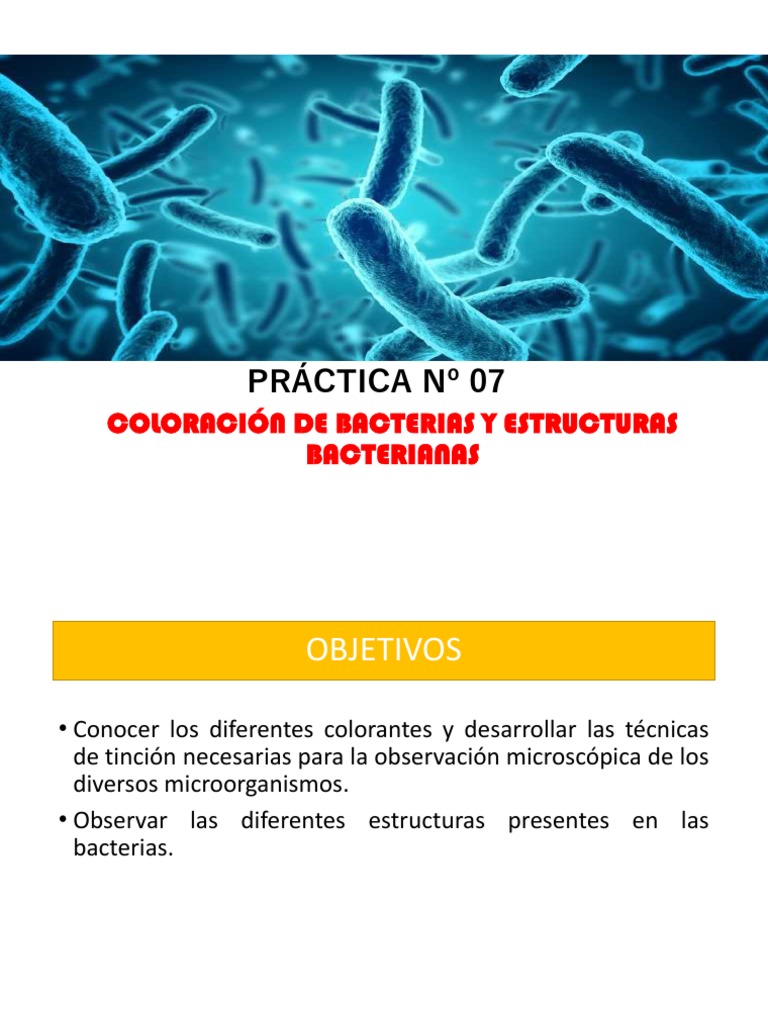 Coloración y Estructuras Bacterianas | PDF | Tinción | Las bacterias