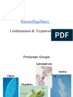Haemoflagellates: Leishmaniasis & Trypanosomiasis