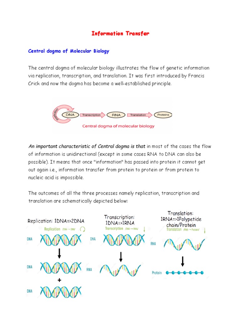 Molecular Biology Basics | PDF | Rna | Genetic Code
