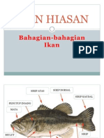 Ikan Hiasan