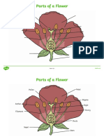 T T 5684 Parts of A Plant and Flower Labelling Worksheet - Ver - 1