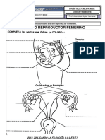 El Aparato Reproductor Femenino - Repaso