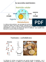 Sistema Digestivo 1