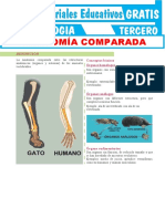 Anatomia 1