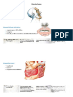 Músculos Faciales y Masticadores. Parotida