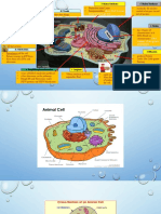 DRAFT Animal Cell and Functions