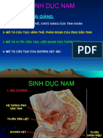 Cơ Quan Sinh D C Nam