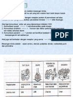 Cell Junction - KBK Rahman