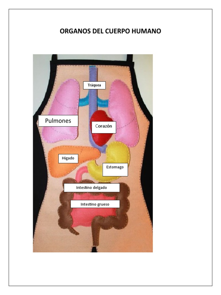 Órganos del Cuerpo Humano para Niños | PDF | Pulmón | Estómago