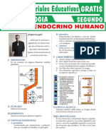 Partes Del Sistema Endocrino para Segundo Grado de Secundaria