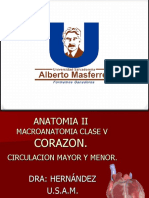 Corazon Anatomia Ii