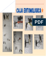 CAJA ENTOMOLOGICA