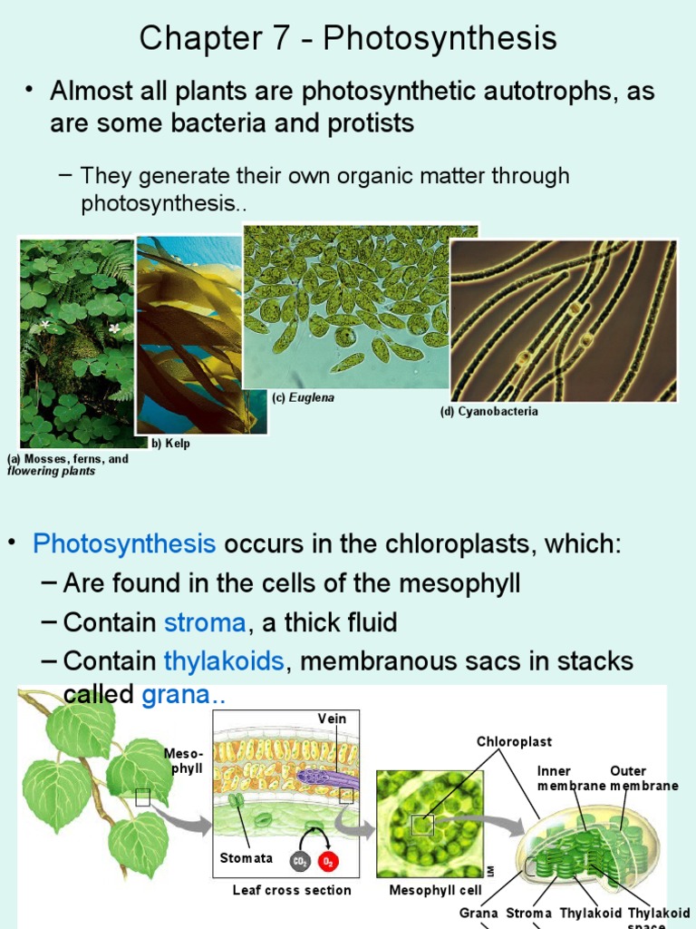 Chapter 7 Photosynthesis Almost All Plants Are Photosynthetic Autotrophs, As Are Some
