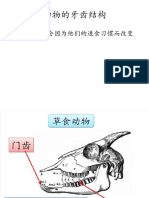 动物的牙齿结构