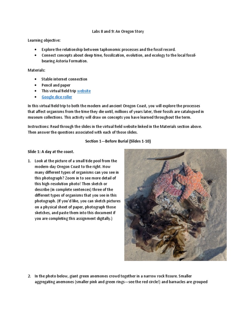 site Google Dice Roller Section 1Before Burial (Slides 110) Slide