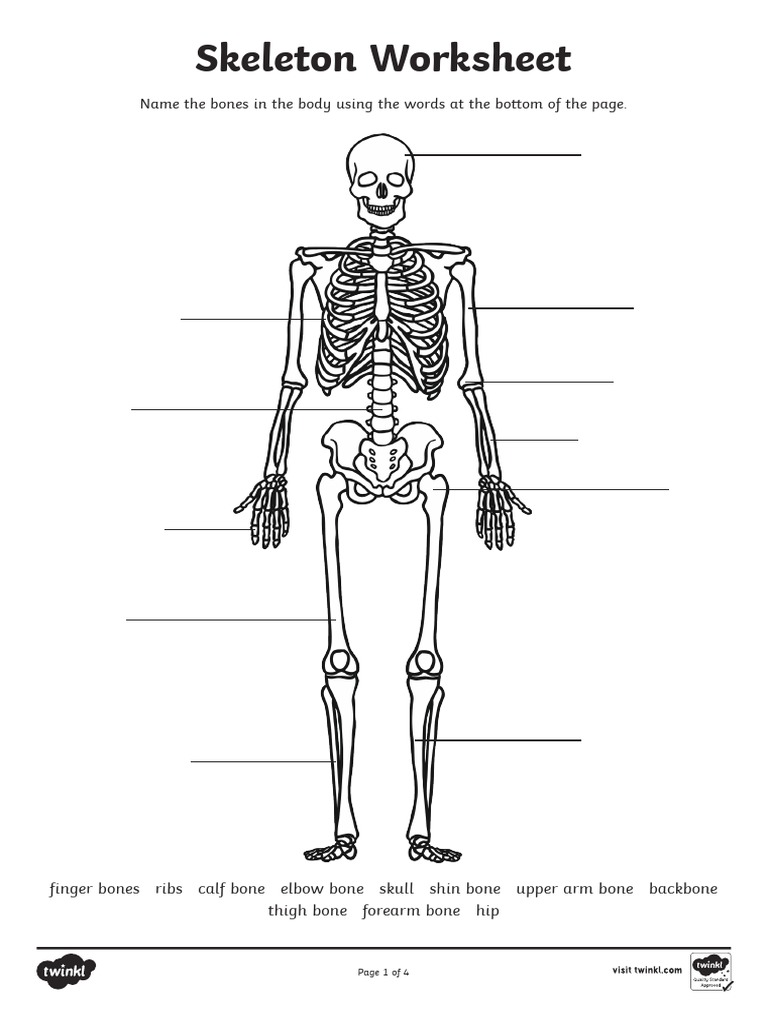 Skeleton-Worksheet KEY ANSWER | PDF | Skeleton | Bone