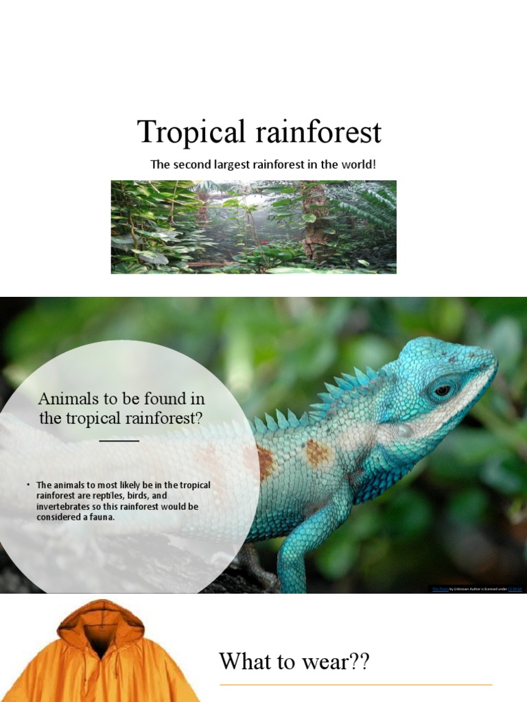 Tropical Rainforest | PDF
