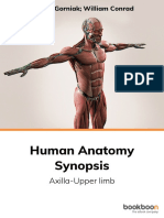 Human Anatomy Synopsis Axilla Upper Limb