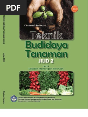 Sejumlah tanaman jagung pada sepetak kebun disebut