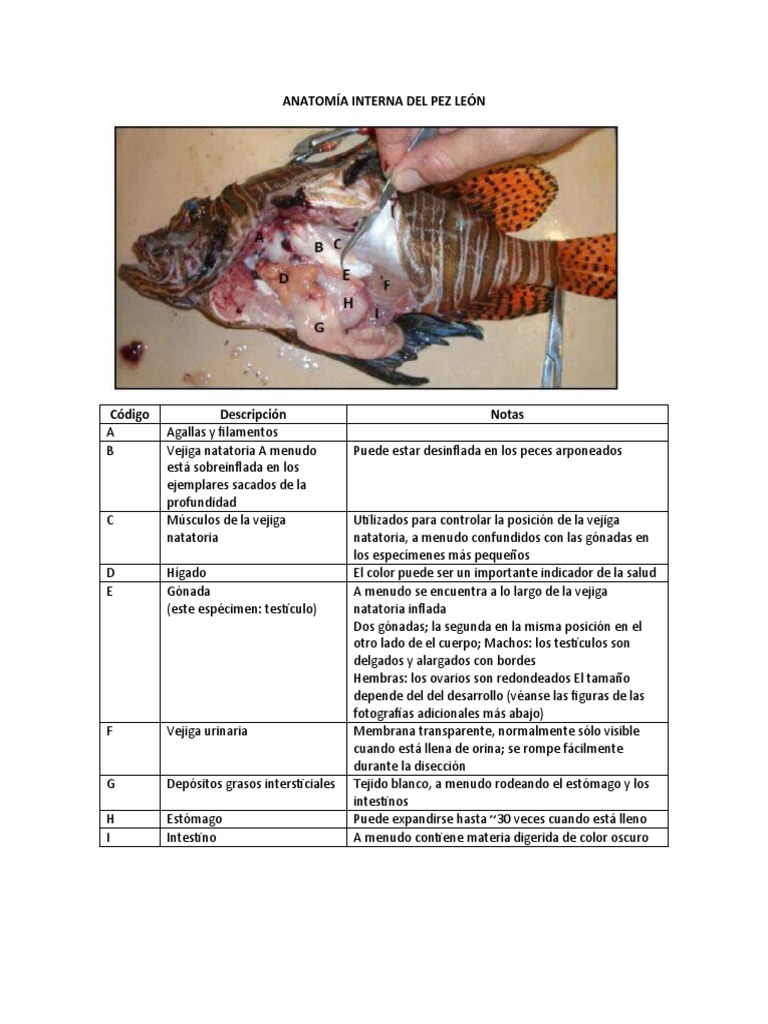 Anatomía Interna De Los Delfines Mostrada En Un Vector De Fondo Blanco PNG  ,dibujos Educativo, Anatómico, Aletas Imagen de ilustración en Pngtree,  Libres de Derechos, image size:768x1024