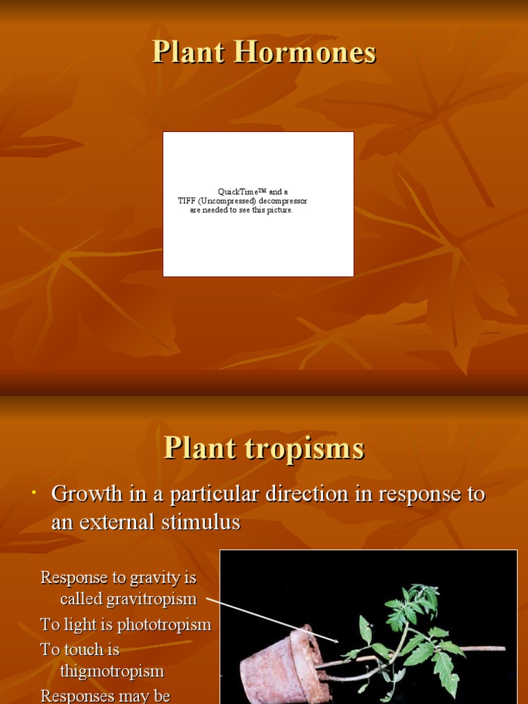 Plant Hormones PDF Auxin Plant Hormone