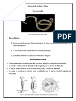 Áscaris Lumbricoides