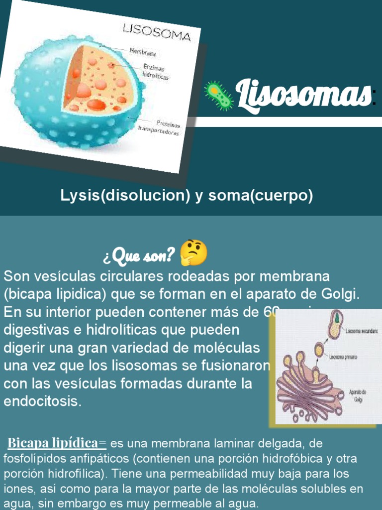 Lisosomas | PDF | Lisosoma | Bicapa lipídica