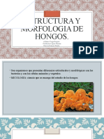 Estructura Ymorfologia de Hongos