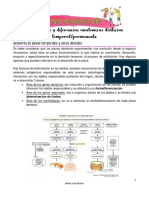 Desarrollo y Diferencias Anatómicas Dentición Temporal - Permanente