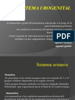 Caracteristicas Del Sistema Urogenital