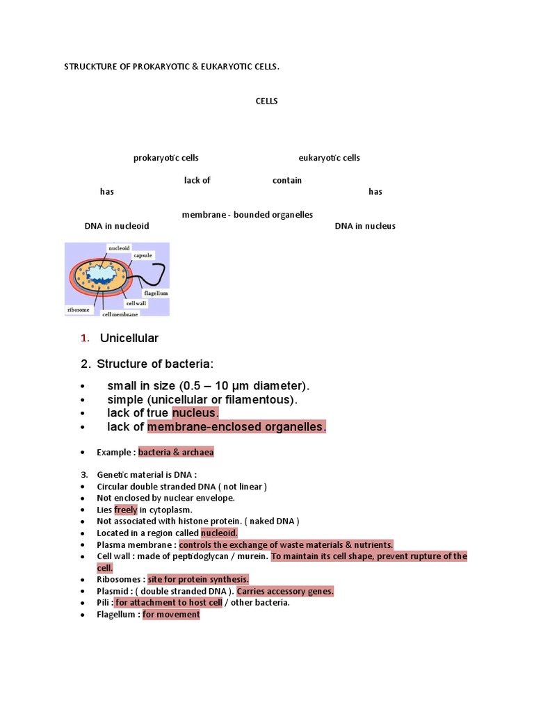 Prokaryotic Cell Structure Overview | PDF | Cell (Biology) | Eukaryotes