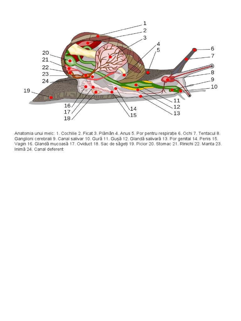 Anatomia Unui Melc | PDF