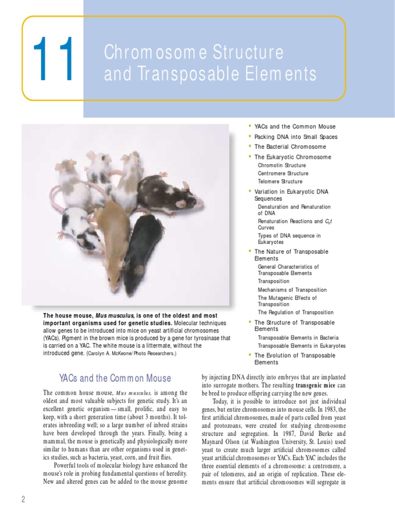 11.chromosome Structure and Transposable Elements | PDF | Histone ...