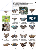 507 Colombia Diurnal Butterflies and Night Moths of Tibirita