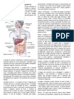 Anatomia - Sistema Digestório