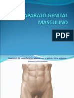 Aparato Genital Masculino A