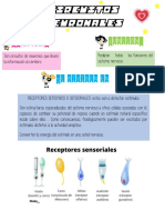 Circuitos Neuronales