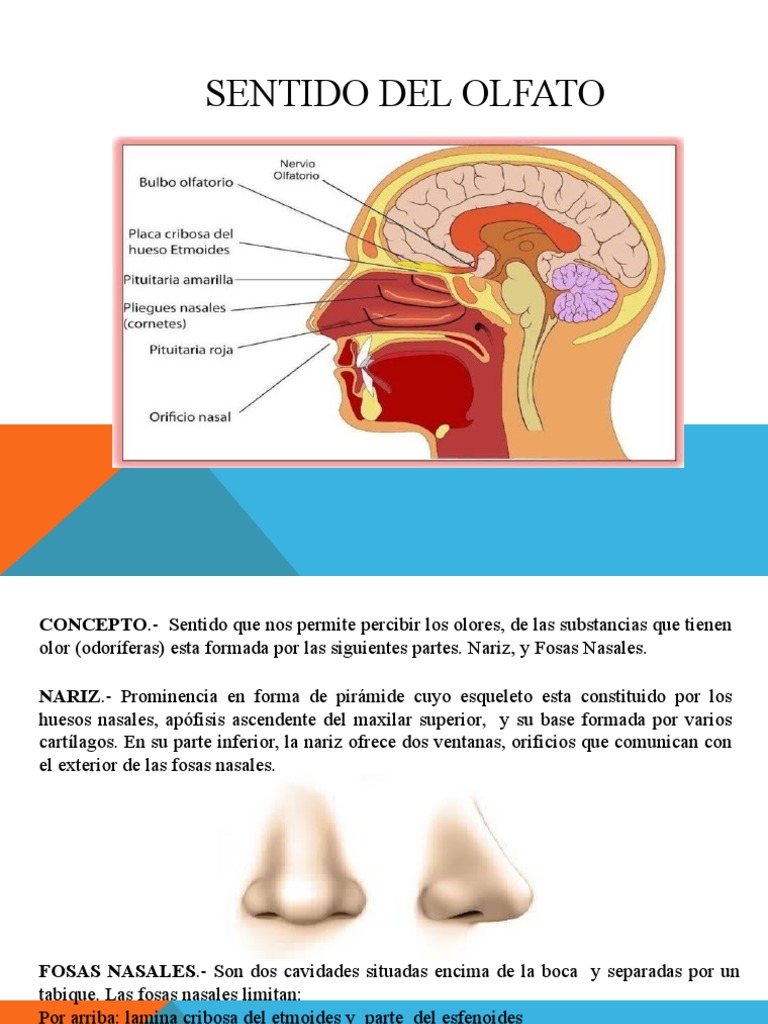 Partes del Sentido del Olfato | PDF | Olfato | Órgano (anatomía)