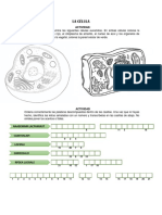 La Célula