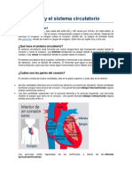 El corazón y el sistema circulatorio