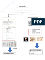 Doc6 Osificacion